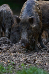Herd of wild hogs rooting in the forest