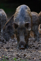 Herd of wild hogs rooting in the forest