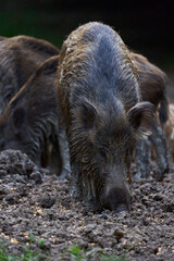 Herd of wild hogs rooting in the forest