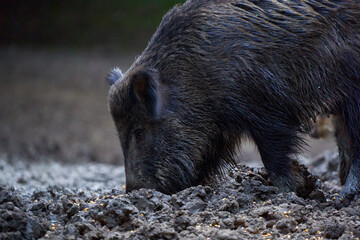 Herd of wild hogs rooting in the forest