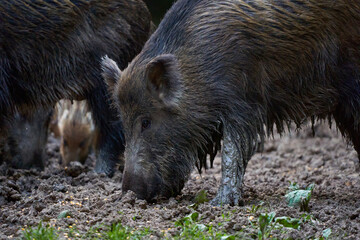 Herd of wild hogs rooting in the forest