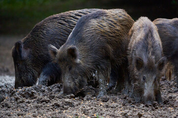 Herd of wild hogs rooting in the forest