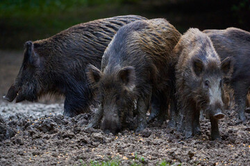 Herd of wild hogs rooting in the forest