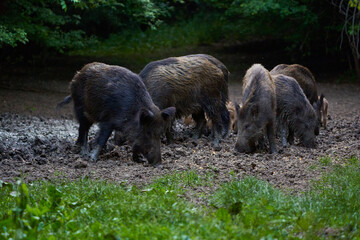 Herd of wild hogs rooting in the forest