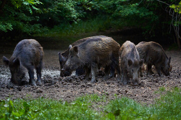 Herd of wild hogs rooting in the forest