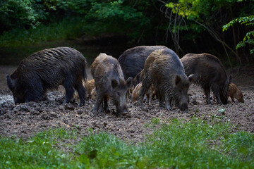 Herd of wild hogs rooting in the forest
