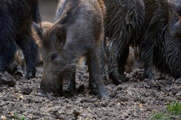 Herd of wild hogs rooting in the forest