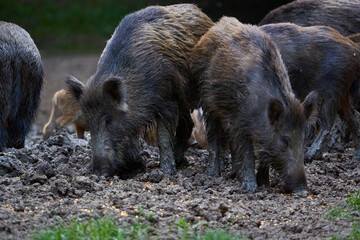 Herd of wild hogs rooting in the forest