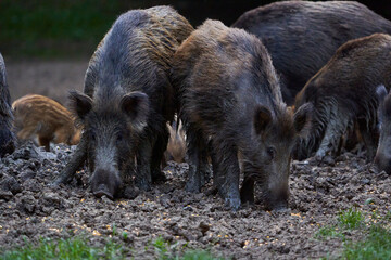 Herd of wild hogs rooting in the forest