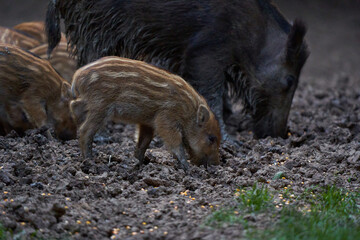 Herd of wild hogs rooting in the forest
