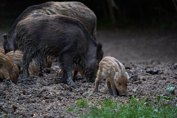 Herd of wild hogs rooting in the forest