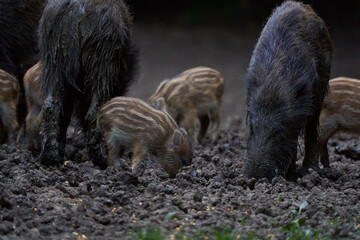 Herd of wild hogs rooting in the forest