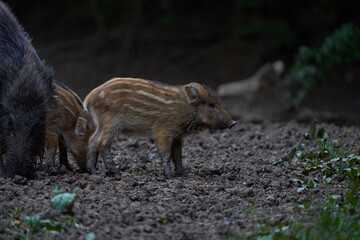 Herd of wild hogs rooting in the forest