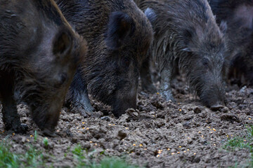Herd of wild hogs rooting in the forest