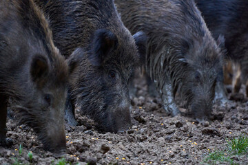 Herd of wild hogs rooting in the forest