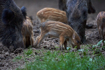 Herd of wild hogs rooting in the forest