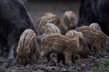 Herd of wild hogs rooting in the forest