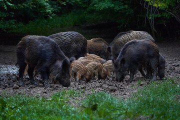 Herd of wild hogs rooting in the forest