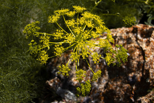 Beautiful Thapsia villosa plant with small yellow flowers and many spherical in the beautiful nature of Kurdistan, Iran