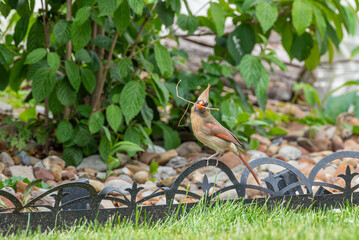 Northern Cardinal bird with twig in beak to build nest in backyard