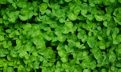 Clover view on top. Carpet of natural clover. Natural grass background. Wild clover. Green background with shamrocks.