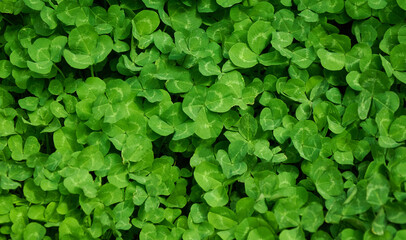 Fototapeta premium Clover view on top. Carpet of natural clover. Natural grass background. Wild clover. Green background with shamrocks.