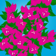 Bougainvillea drawing on a blue background