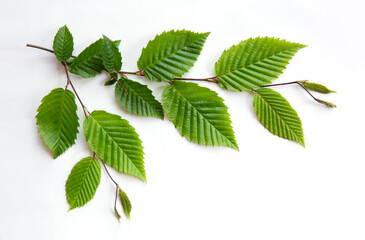 Green leaves on a beech branch isolated on white background.