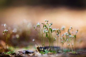 Tiny white flowers bloomed in the spring in the forest.