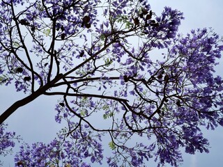 Flowering of jacaranda, blue jacaranda, black poui, Nupur or fern tree (Jacaranda mimosifolia), Valencia,  Spain