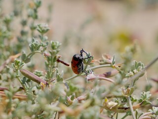 The myrmecophile bugs, beetles of a tribe Clytrini, distinct subfamily Clytrinae, a group of...