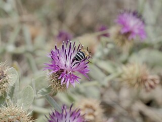 The digger bees or blue-banded bees (Amegilla sp.) on Centaurea seridis flowers, a pollinator. Mediterranean cost of Spain, seaside at El Grao de Castellon, Valencia