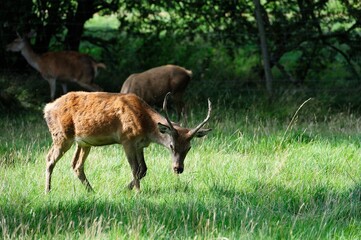 Long grass providing grazing for  the herd of Red Deer