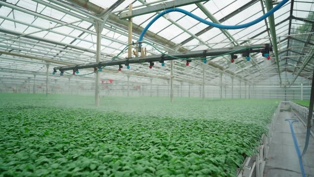Automated sprayer fertilizes pepper seedlings. Industrial greenhouse for growing peppers. automatic irrigation