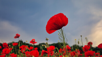 Obraz premium Mohn - Ecology - Beautiful summer day. Red poppy field. - Flowers Red poppies blossom on wild field. - Sunrise - Sunset - High quality photo 