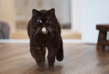Choco braune Odd eyed Katze beim Rennen 