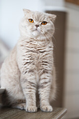 Edle Luxus Katze , imposant Britisch Kurzhaar und Langhaar