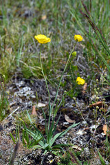 The grass-leaved buttercup (Ranunculus gramineus) in flower