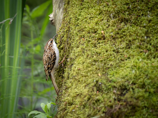 UK Treecreeper Certhia familiaris perched on a mossy tree trunk