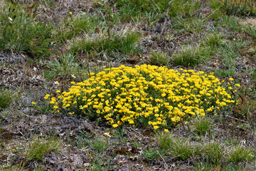 The bird's-foot trefoil (Lotus corniculatus) in flower growing between rocks