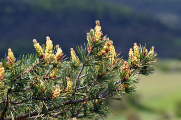 Cones or male flowers of the European red pine (Pinus sylvestris