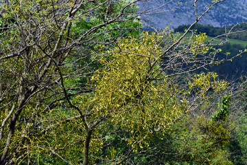 Mistletoe (Viscum album) on a hawthorn (Crataegus monogyna)