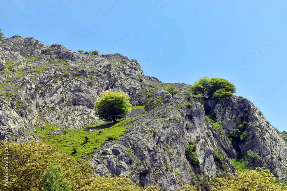 Wall mural beech (fagus sylvatica) solitary on a limestone mountain