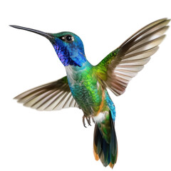 Fototapeta premium Blue and green hummingbird ,isolated on white background