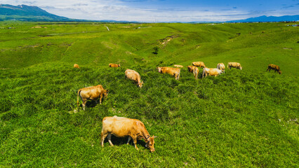 ドローンで撮影した日本の牛