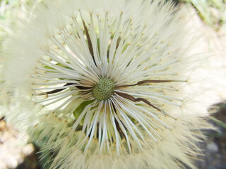 Dente di leone © Steve Fossiant