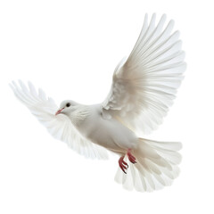 White dove ,isolated on white background