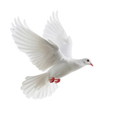 White dove ,isolated on white background