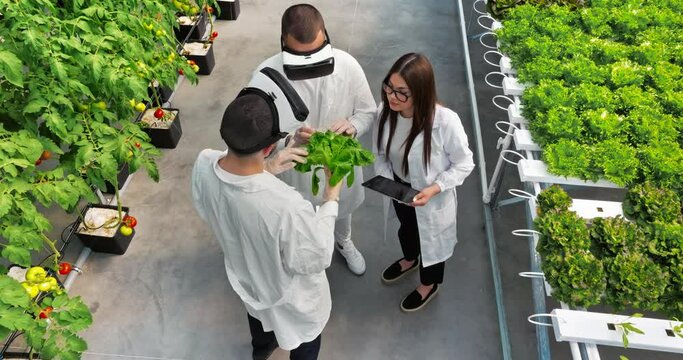 Aerial drone view of three laboratory technicians in white coats wearing Virtual Reality headsets, analysing lettuce grown with the Hydroponic method in a greenhouse