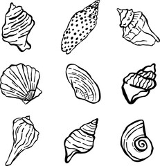 Set of doodle hand drawn seashells collection